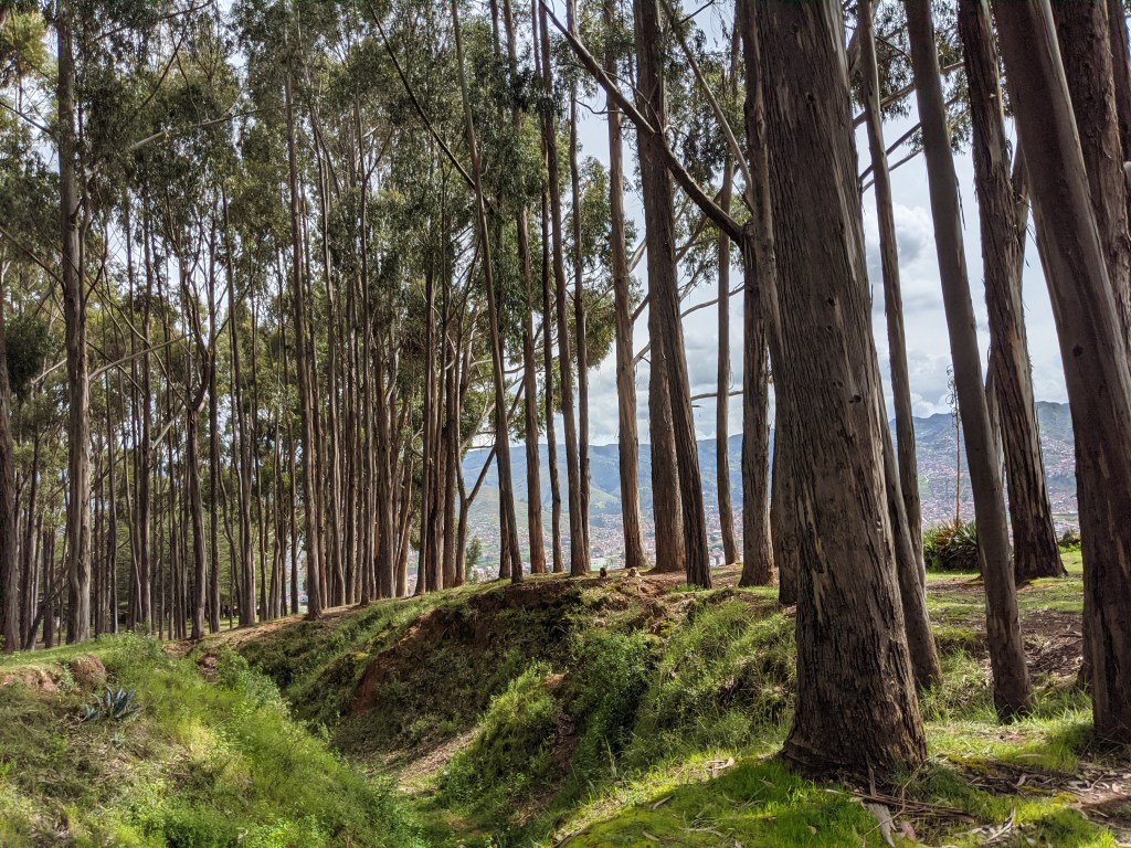 A grove of trees through which you can peek Cusco on the hillside