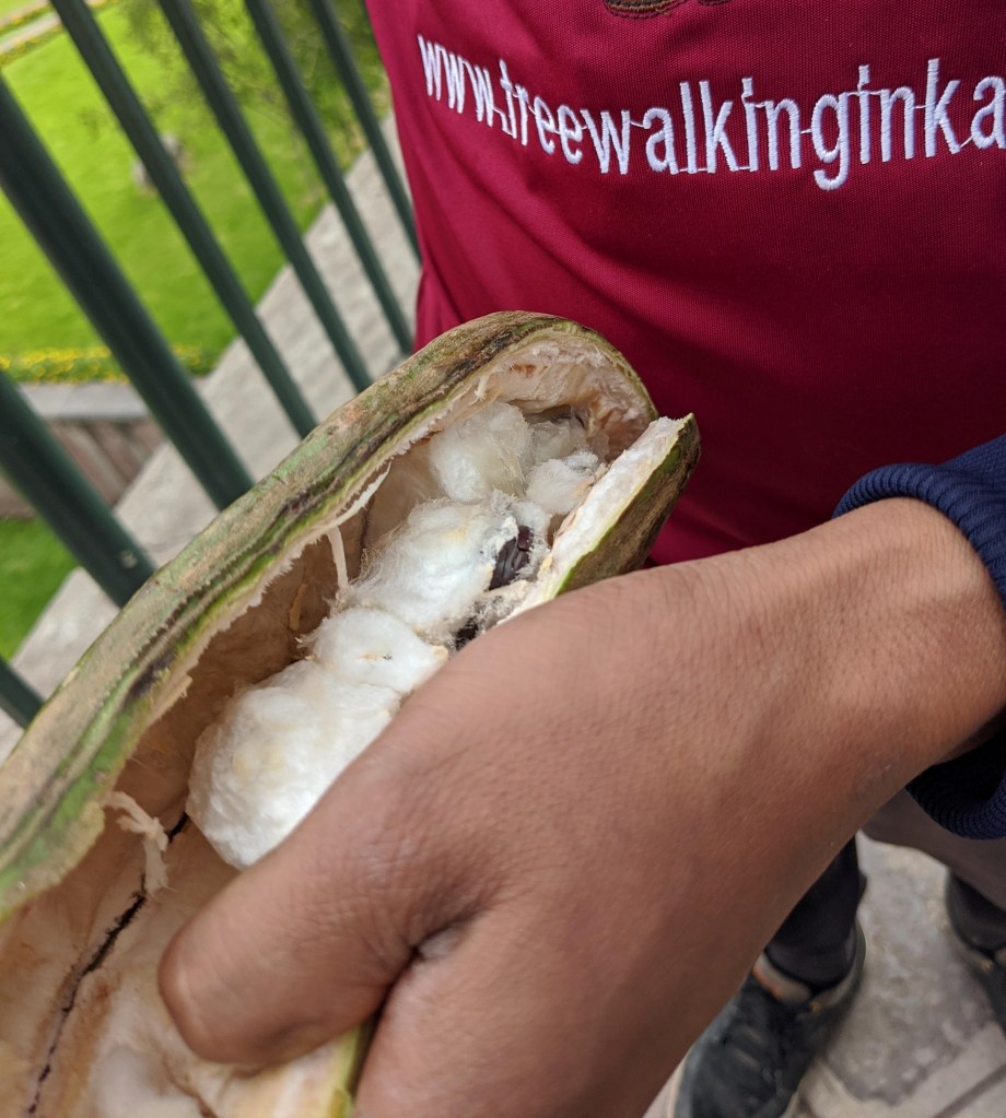 An "ice cream bean" pod is cracked open, revealing fluffy white fruit inside